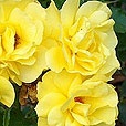 home_gallery_1